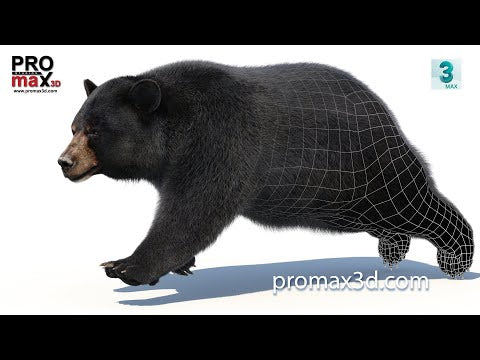 Animated Black Bear 3D Model with Fur
