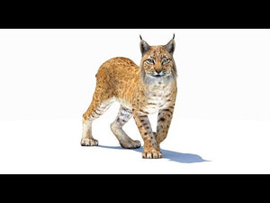 Lynx 3d Model Animated for Download Thumbnail