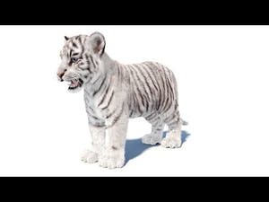 White Tiger Cub 3D Model with Groomed Hair 360 Thumbnail
