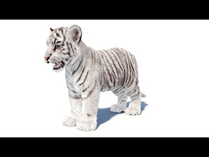 White Tiger Cub 3D Model with Groomed Hair 360 Thumbnail