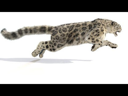Animated Snow Leopard 3D Model Fur