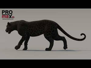Black Panther 3D Model with Walk and Run Animations Thumbnail