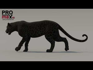 Black Panther 3D Model with Walk and Run Animations Thumbnail
