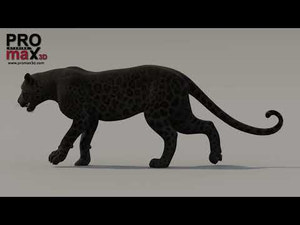 Black Panther 3D Model with Walk and Run Animations Thumbnail
