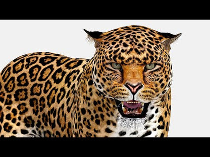 Rigged Jaguar 3D Model