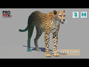 Cheetah 3D Model for Download - 360 view of Textured, and Wireframe with Subdivision 0 and 1, 3ds Max and Maya scenes Thumbnail