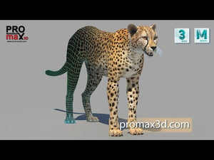 Cheetah 3D Model for Download - 360 view of Textured, and Wireframe with Subdivision 0 and 1, 3ds Max and Maya scenes Thumbnail