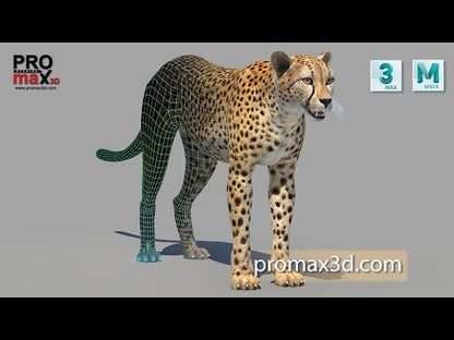 Cheetah 3D Model
