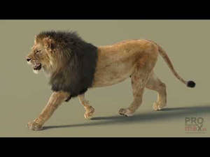YouTube Video of Animated Lion 3D Model with Fur – Walk, Run, Roar Animations and 360° View Thumbnail