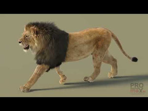 YouTube Video of Animated Lion 3D Model with Fur – Walk, Run, Roar Animations and 360° View Thumbnail