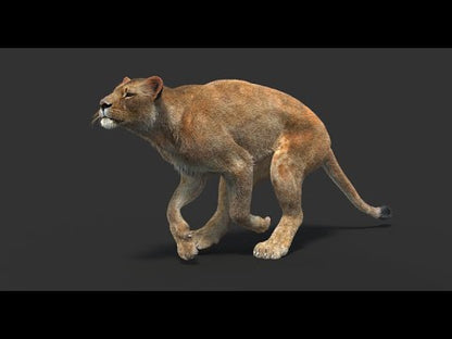 Animated Lioness Fur 3D Model Two Colors