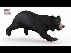 Animated Bear Family 3D Bundle — Black Bear and Sloth Bear Thumbnail