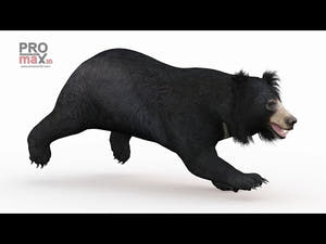 Animated Bear Family 3D Bundle — Black Bear and Sloth Bear Thumbnail