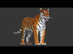Realistic Tiger 3D Model - 360 Turntable View Thumbnail