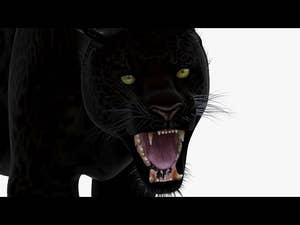 Animated Black Panther Animal 3D Model | @PROmax3D Thumbnail