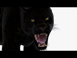 Animated Black Panther Animal 3D Model | @PROmax3D Thumbnail