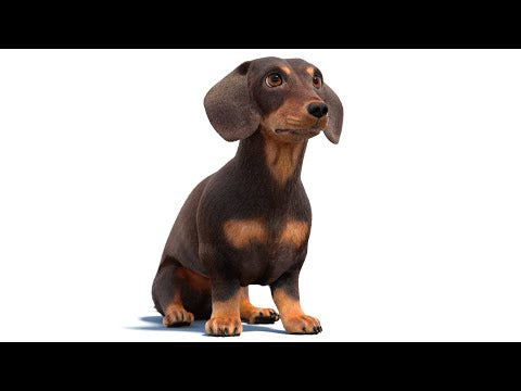 Rigged Dachshund Dog 3D Model with Fur
