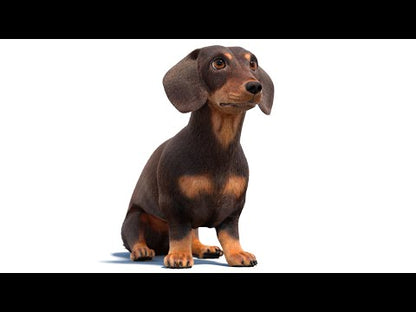 Rigged Dachshund Dog 3D Model with Fur