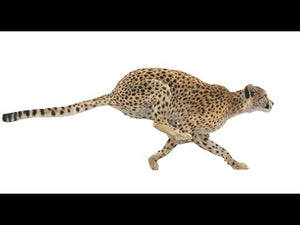 Animated Cheetah 3D Model with Fur with Run and Walk Cycles Thumbnail