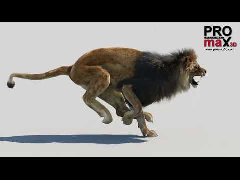 YouTube Video of Lion 3D Model with Fur – Run Animation Cycles at Different Speeds