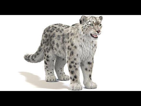 Snow Leopard 3D Model Fur -360 View (old Version, Update is Available)