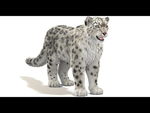 Snow Leopard 3D Model Fur -360 View (old Version, Update is Available) Thumbnail