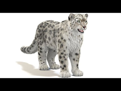Snow Leopard 3D Model Fur -360 View (old Version, Update is Available)