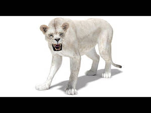 Rigged White Lioness 3D Model — Game-Ready 360 View Thumbnail