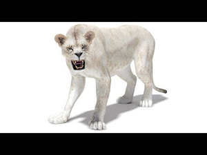 Rigged White Lioness 3D Model — Game-Ready 360 View Thumbnail
