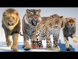 Big Cat 3D Model Bundle – Fully Rigged, Animated, and with Fur | with Walk and Run 3D Animations Thumbnail