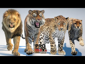 Big Cat 3D Model Bundle – Fully Rigged, Animated, and with Fur | with Walk and Run 3D Animations Thumbnail
