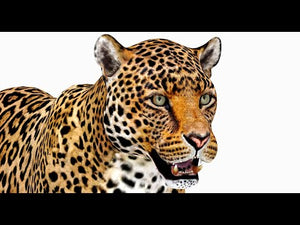 Jaguar 3D Model for Download - 360