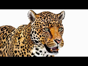 Jaguar 3D Model for Download - 360 Thumbnail