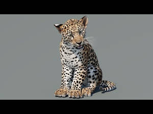 Rigged Leopard Cub 3D Model for Game Thumbnail