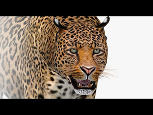 Animated Leopard 3d Model with Walk and Run Animation Cycles Ready Thumbnail