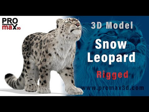Rigged Snow Leopard 3D Model with Ornatrix Fur 360 turntable view Thumbnail