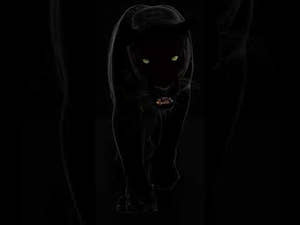 Black Panther 3D Model with Roar and Walk Animations Thumbnail