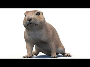 Animated Prairie Dog 3D Model Thumbnail