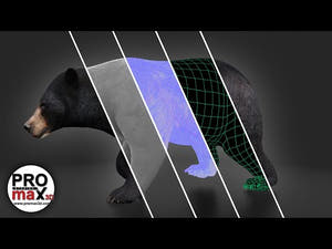 Black Bear 3D Model Rigged  - 360 Turntable View Thumbnail