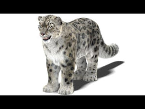 Realistic Snow Leopard 3D Model with Maya Xgen Fur 360 view Thumbnail
