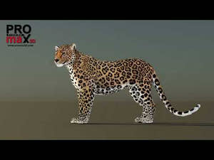 Leopard 3D Model CAT Rigged for Download Thumbnail