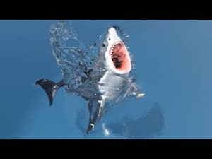 Animated Great White Shark 3D Model Thumbnail