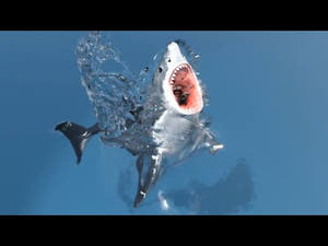 Animated Great White Shark 3D Model Thumbnail