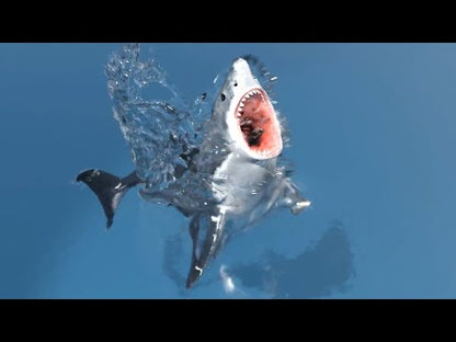 Animated Great White Shark 3D Model