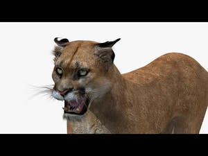 Animated cougar 3D model  Thumbnail