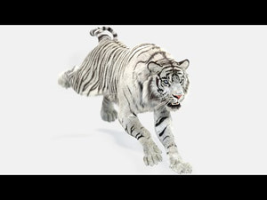 Animated White Tiger 3D Model with Fur with Run and Walk Cycle Animation Thumbnail
