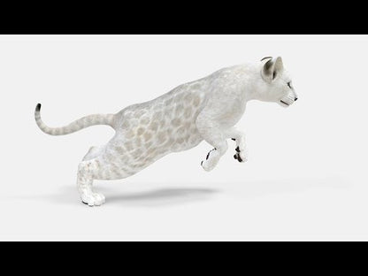Animated White Lion Cub 3D Model