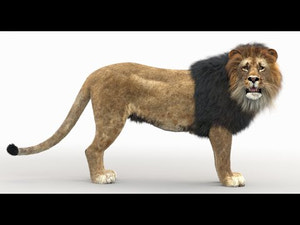 Rigged Lion 3D Model with Realistic Fur 360 View Thumbnail