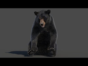 Black Bear Rigged Fur 3D Model Thumbnail