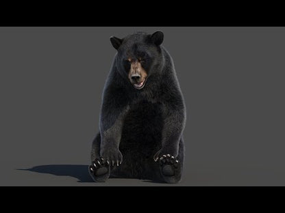 Rigged Black Bear 3D Model Fur